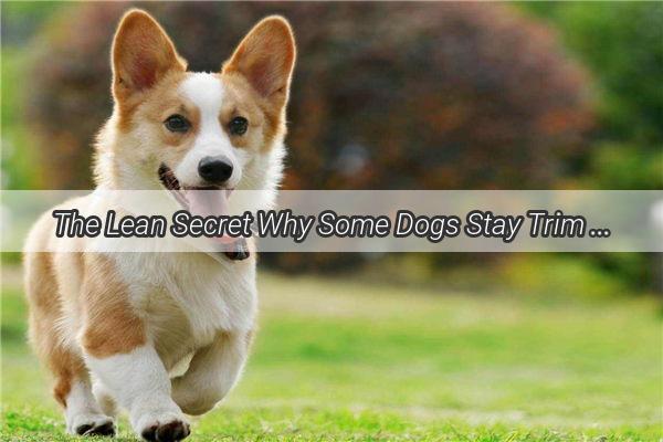 The Lean Secret Why Some Dogs Stay Trim and Happy